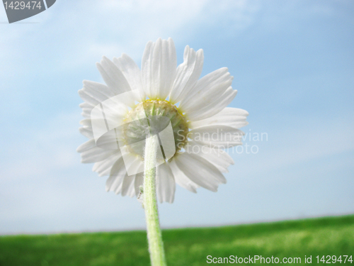 Image of backside of camomile