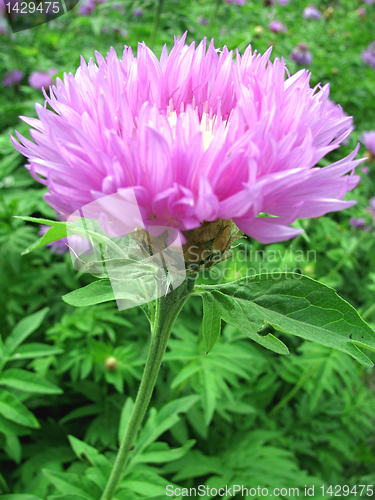 Image of cornflower