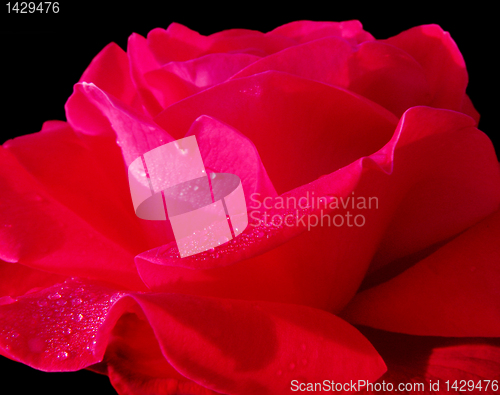 Image of red rose