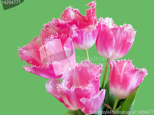 Image of bunch of tulips