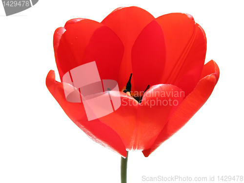 Image of red tulip