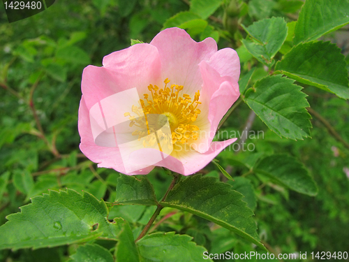 Image of dog-rose