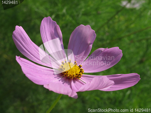 Image of cosmos 