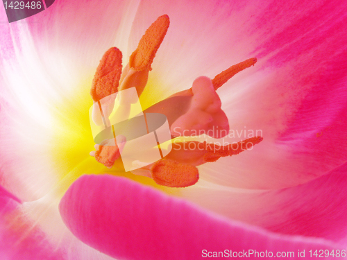 Image of inside of tulip