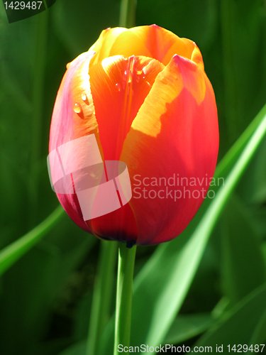 Image of tulip