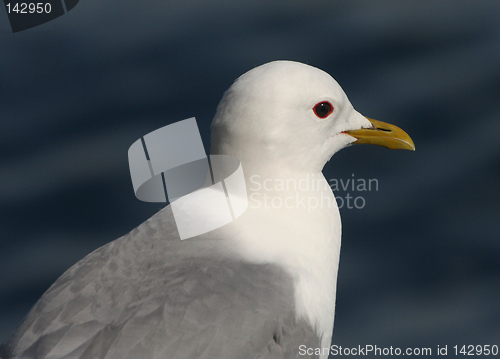 Image of seagull