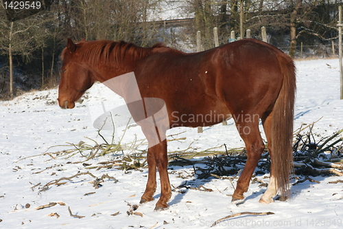 Image of brown horse