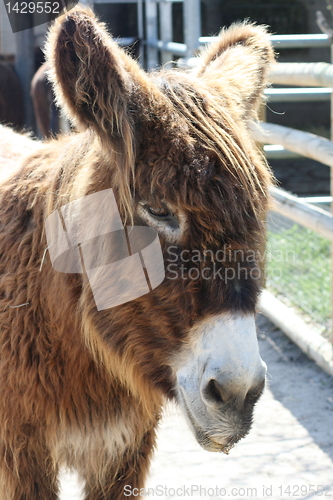 Image of brown donkey