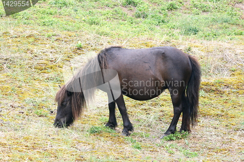 Image of  black pony