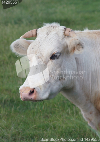 Image of white cow