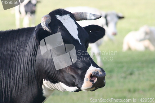 Image of black cow