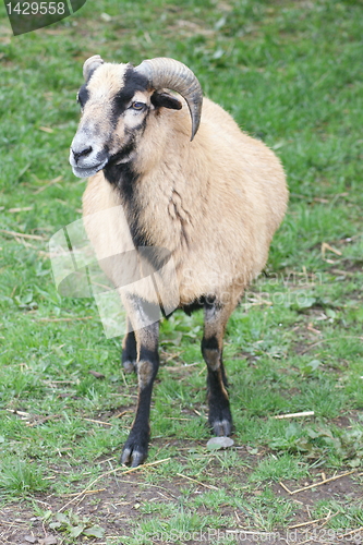 Image of mouflon