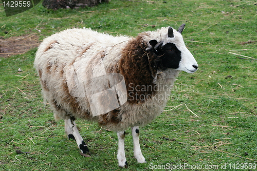 Image of four horn sheep