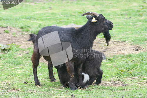 Image of Black goats
