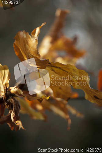 Image of Autumn Leaves