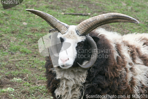 Image of four-horn ram