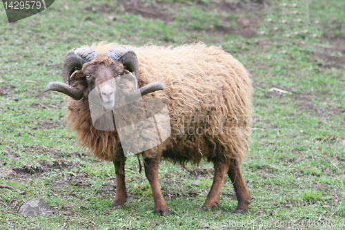 Image of ram Skudde (Ovis ammon f. Aries)  