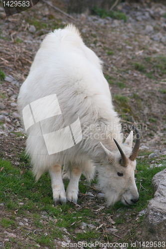 Image of mountain goat