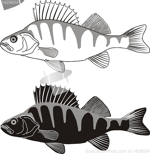 Image of Perch - illustration of freshwater fish