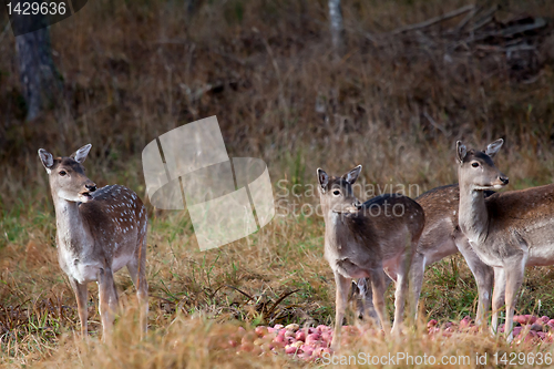 Image of fallow deers