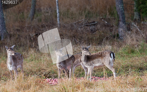 Image of fallow deers