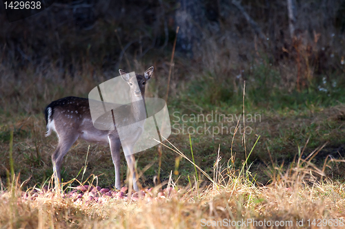 Image of fallow deer fawn