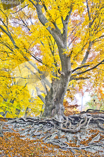 Image of yellow autumn forest