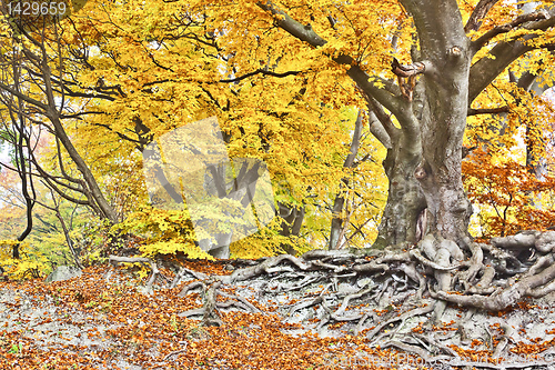 Image of yellow autumn forest