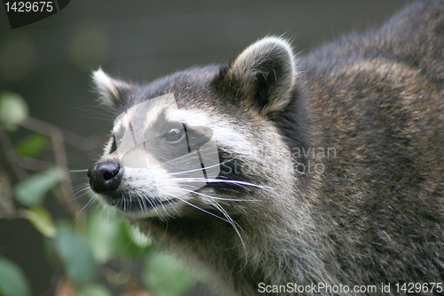 Image of raccoon