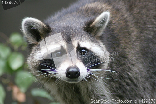 Image of raccoon