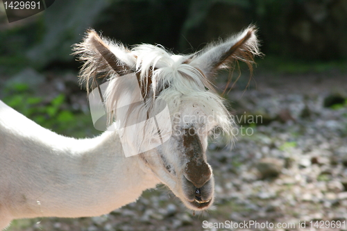 Image of alpaca (Lama pacos) 