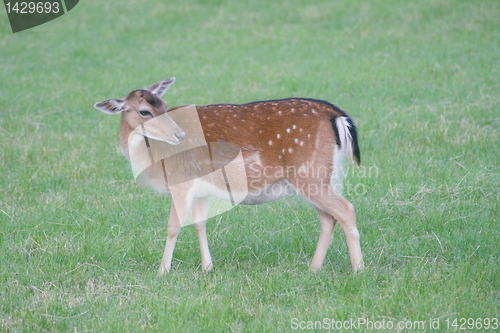 Image of deer