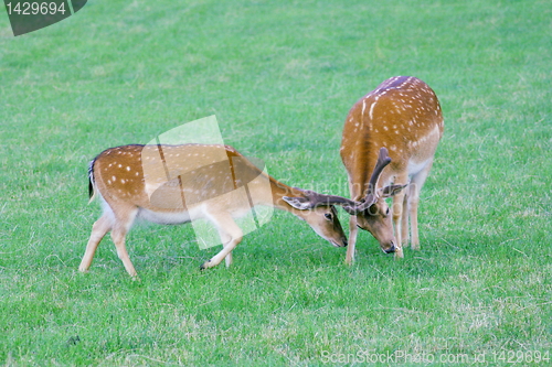 Image of deer