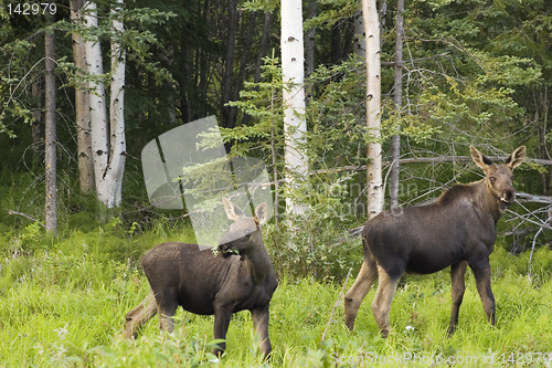 Image of Moose calfes on alert