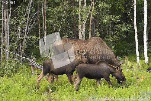 Image of Moose family