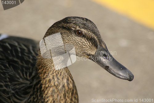 Image of female mallard