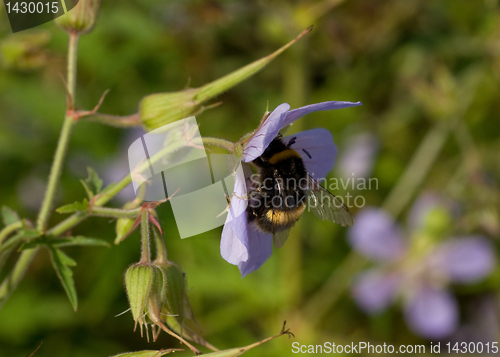 Image of bee on flower