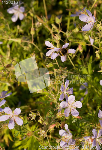 Image of bee on flower