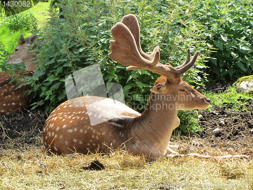 Image of Fallow deer