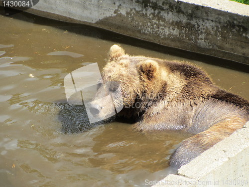 Image of Bear