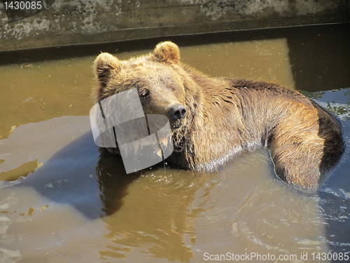 Image of Bear