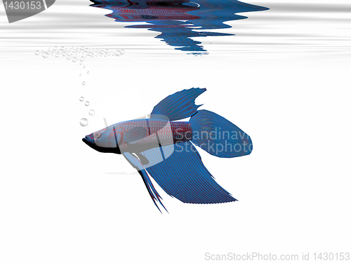 Image of BLUE BETTA