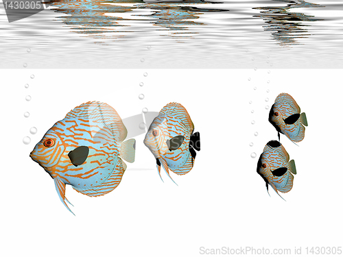 Image of DISCUS FISH