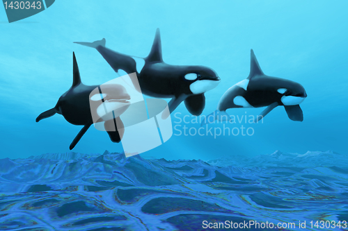 Image of WHALE WORLD