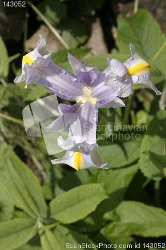 Image of wet iris from above