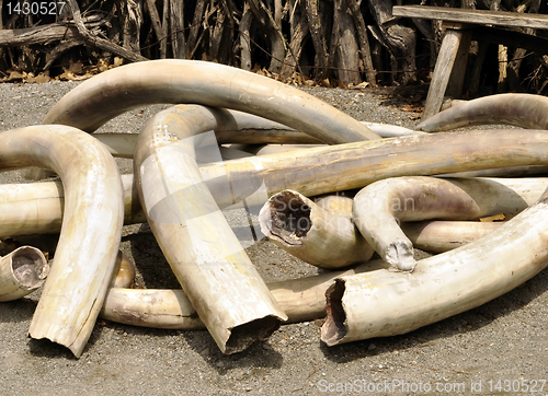 Image of  Ivory Tusks 