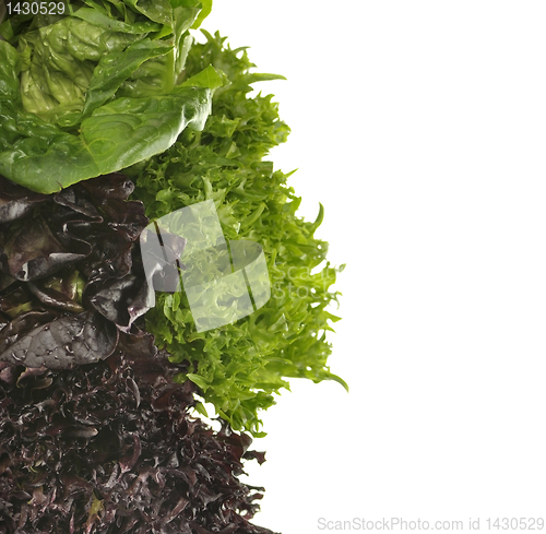 Image of Fresh Salad Leaves