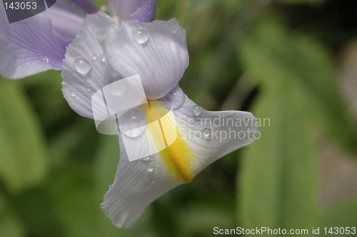 Image of weeping iris