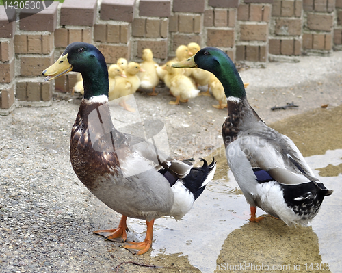 Image of Ducks