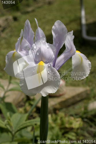 Image of iris after the rain